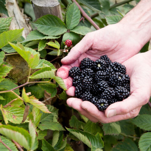 Combe Grove Kitchen Garden Hedgerow Fruits